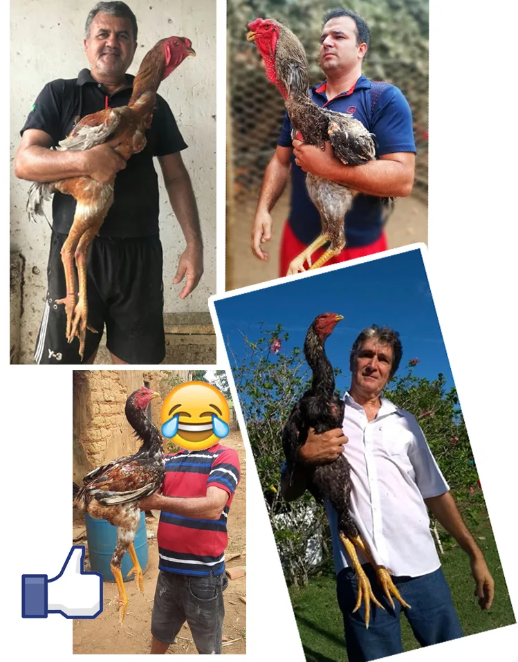 Criadores segurando aves Índio Gigante